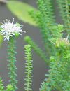22. The B list : Herbs and Spices that Heal - BUCHU