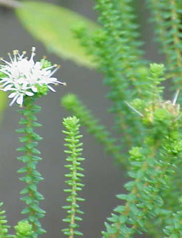 22. The B list : Herbs and Spices that Heal - BUCHU