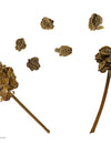 25.  The B List : Herbs and Spices that Heal - BURNET