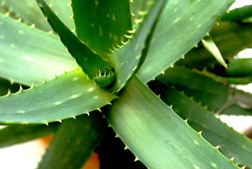 2. The A list : Herbs and Spices that heal - ALOE VERA