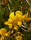 56.  The F list : Herbs and Spice that Heal - FENUGREEK