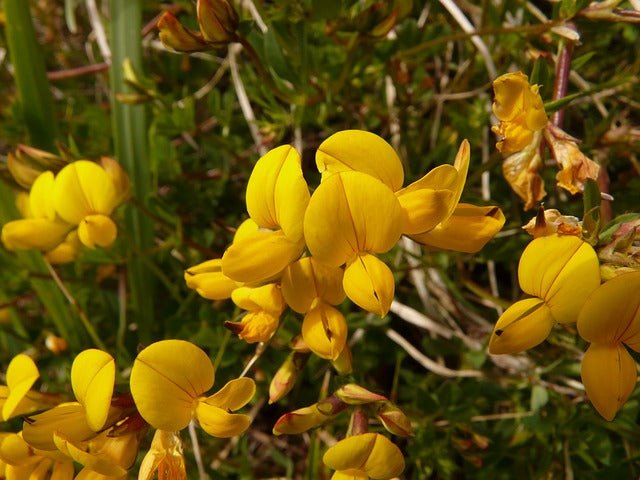 56.  The F list : Herbs and Spice that Heal - FENUGREEK