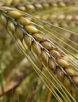 23.  The B list : Herbs and Spices that Heal - BARLEY