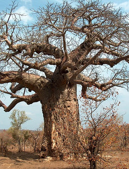 24. The B list : Herbs and Spices that Heal - BAOBAB